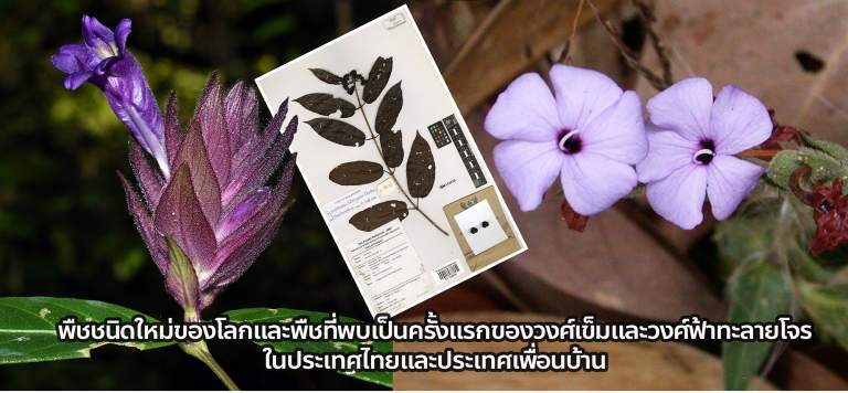 พืชชนิดใหม่ของโลกและพืชที่พบเป็นครั้งแรกของวงศ์เข็มและวงศ์ฟ้าทะลายโจร ในประเทศไทยและประเทศเพื่อนบ้าน