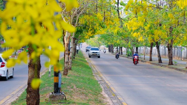 ดอกคูนขอนแก่น