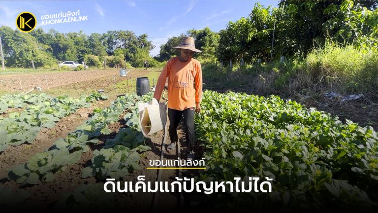 เกษตรกรผู้ปลูก "กุยช่าย" ขอนแก่นเดือดร้อนหนัก ดินเค็มแก้ปัญหาไม่ได้