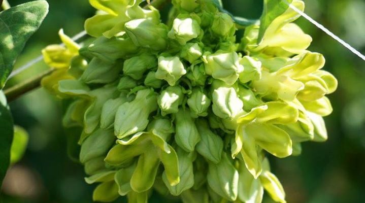 11241937_571257159718484_1571959801004185351_n