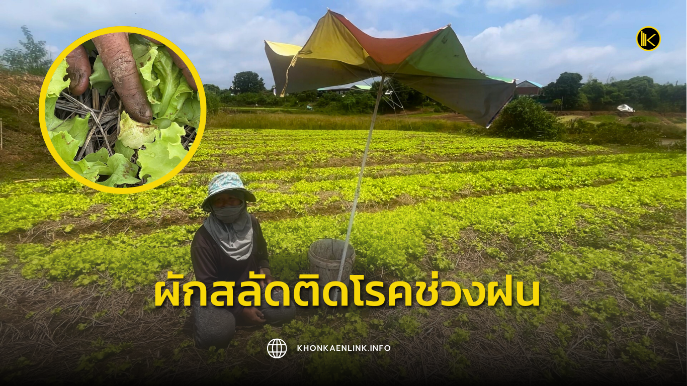 Cover Web KKL (เว็บไซต์)