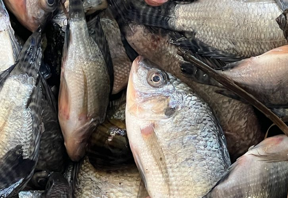 Screenshot 2025-07-25 at 08-19-06 ปลาราคาถูก 1 ชนิด ที่หลาท่าแซลมอน