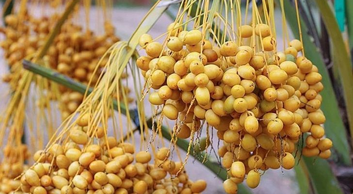 Screenshot 2025-08-20 at 07-42-04 ผลศ กินได้ทั้งสดและแห้ง!