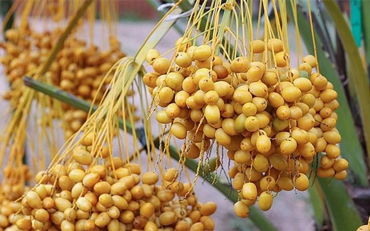 Screenshot 2025-08-20 at 07-42-04 ผลศ กินได้ทั้งสดและแห้ง!