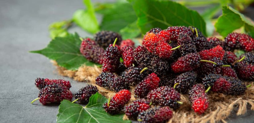 fresh-mulberrys-dark-surface-1200x800