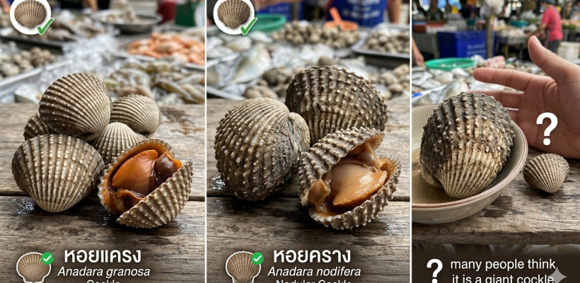 Gemini_Generated_Image_yfrplzyfrplzyfrp